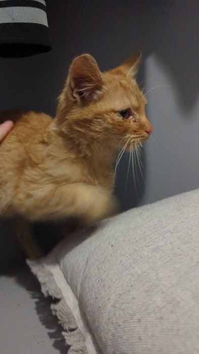 Руде Кошеня в добрі руки