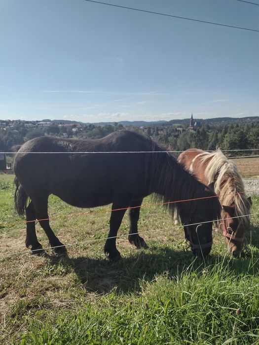 Klacz kucyk źrebna
