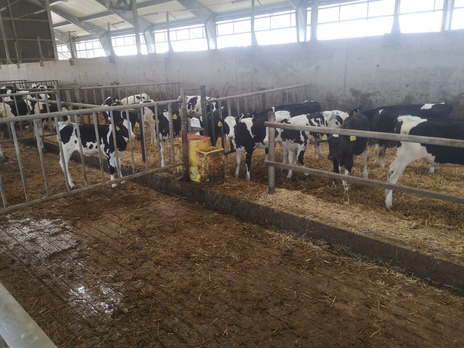 Jałówki mleczne 100 %