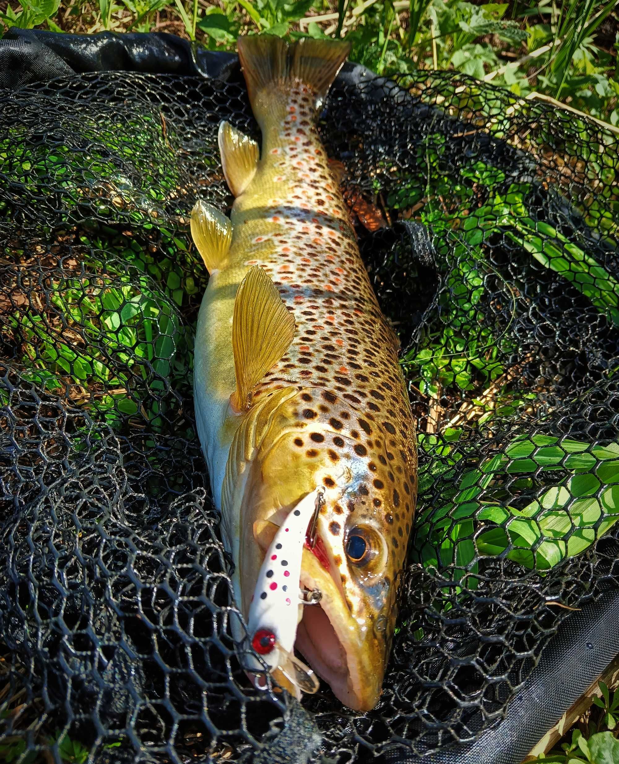 Woblery Pstrągowe 5cm 2.5g LUKI LURES Kotwice BKK