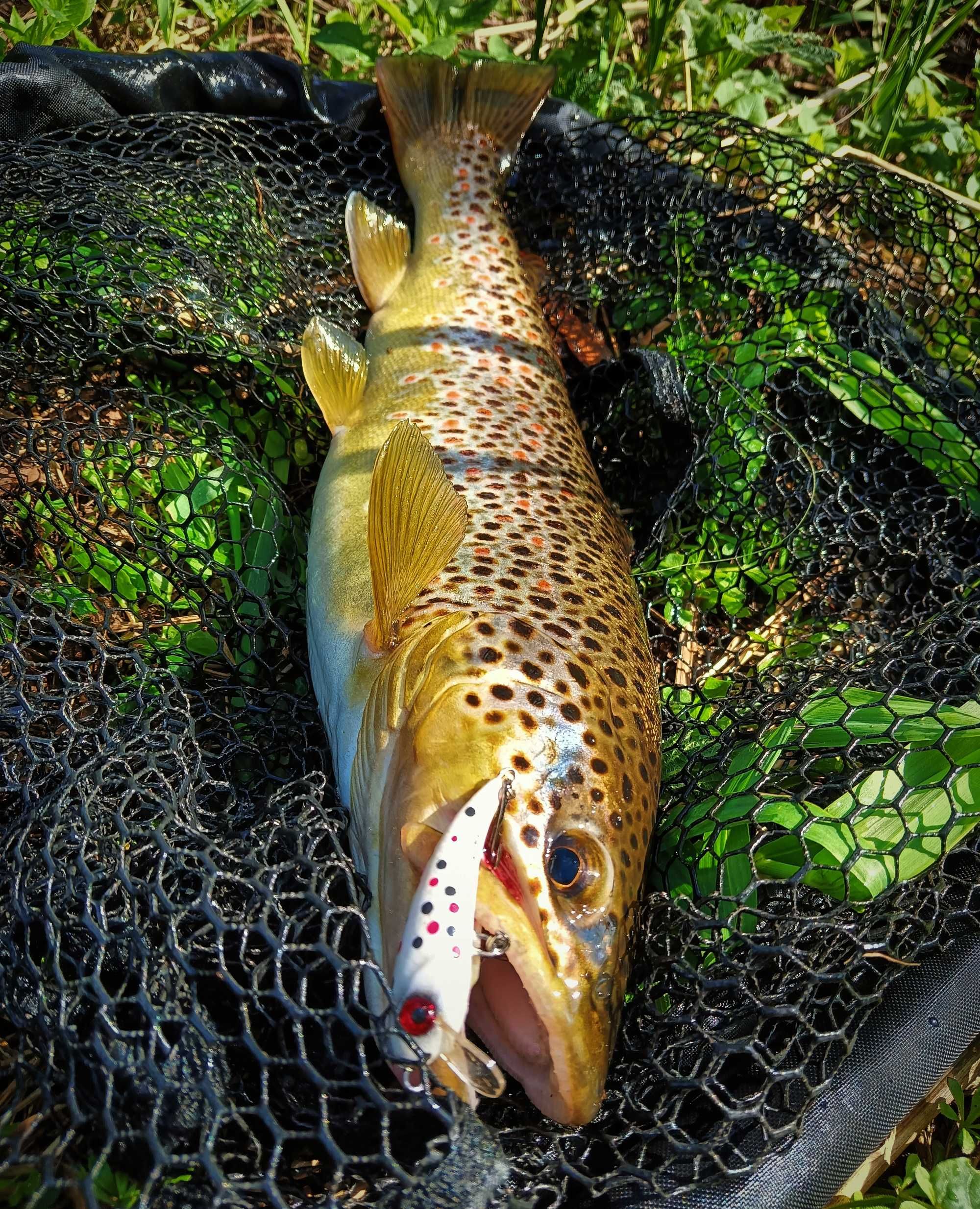 Woblery Pstrągowe 50mm 2.5g LUKI LURES 6 kolorów