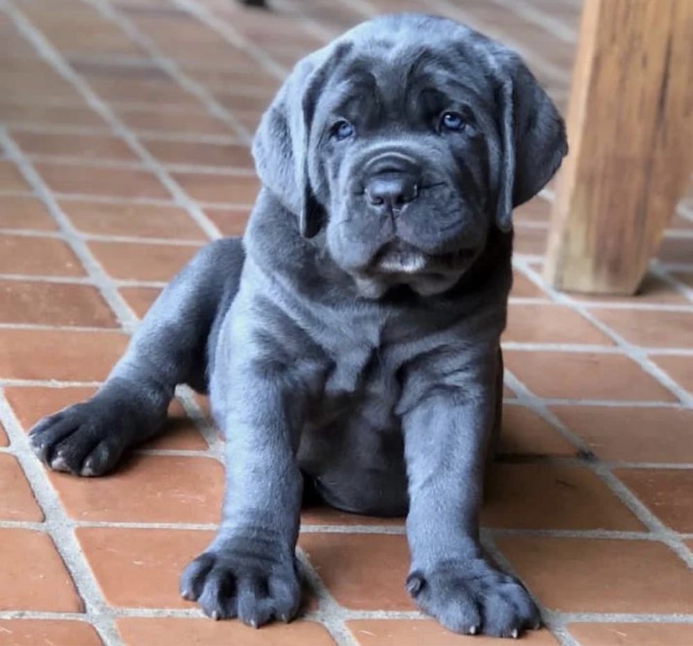 Львівські малюки-офційного питомника(Cane corso)