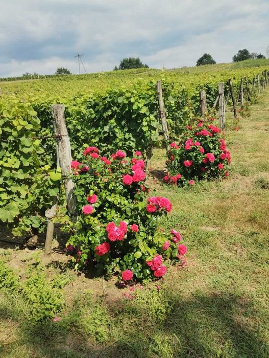 Winnica na sprzedaż