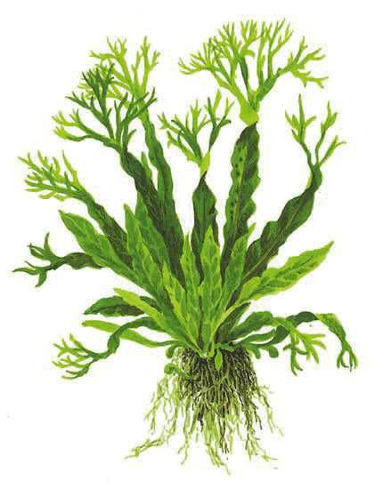 Microsorum Pteropus Windeløv – Planta aquática