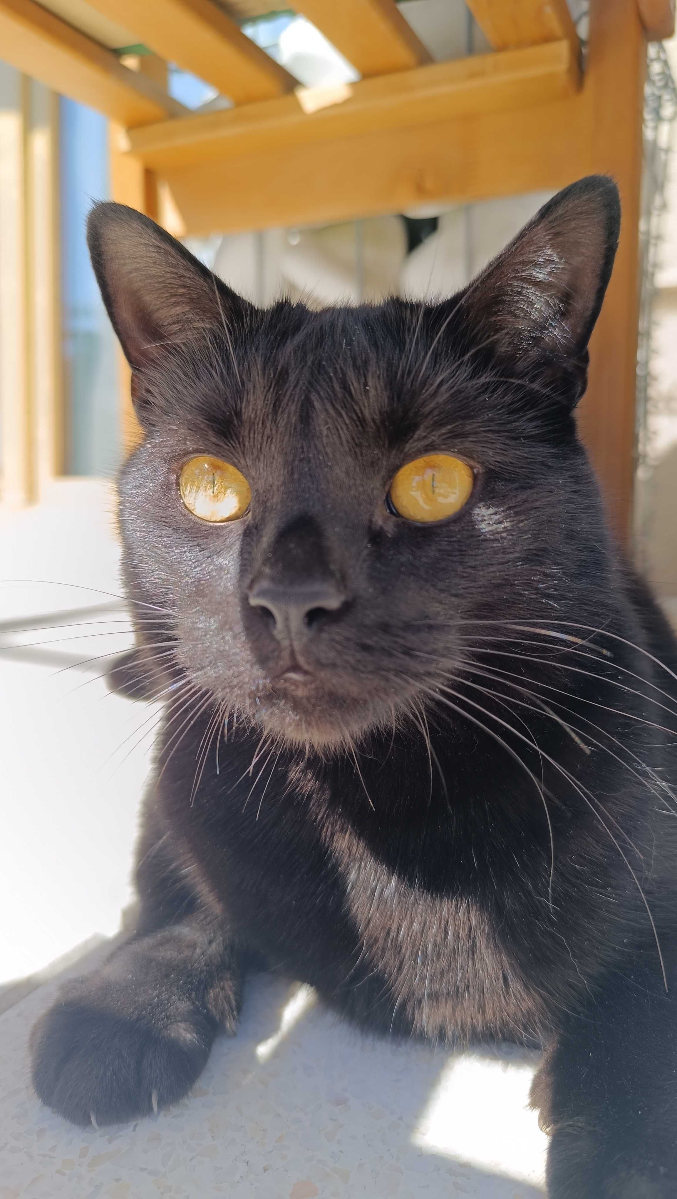 Catsitter | Opieka nad kotem w domu Właściciela | Koło, Konin, okolice