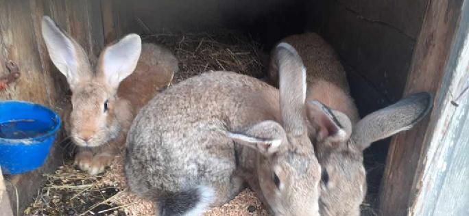 Króliki Barany, Kalifornijskie, Belgijskie