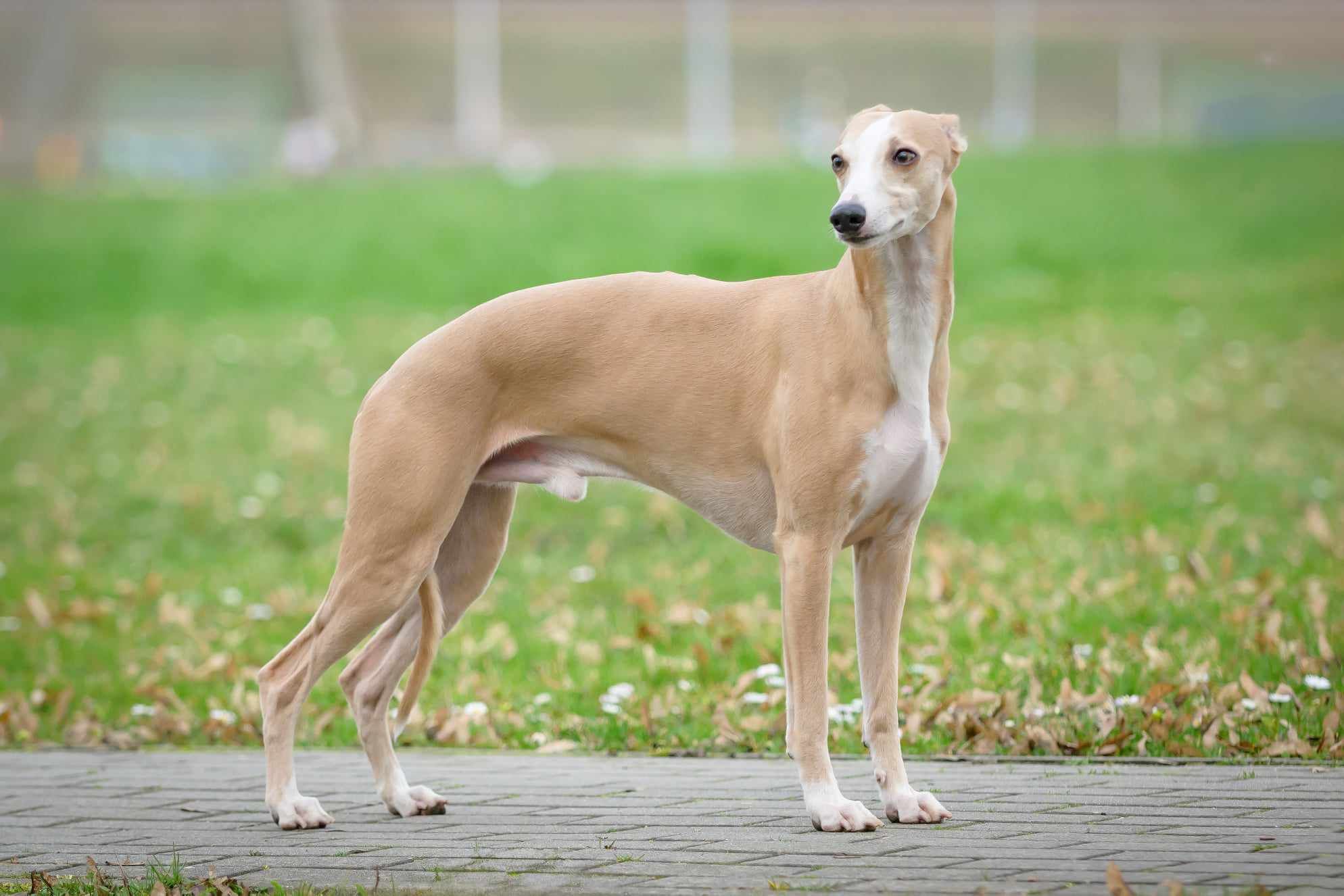 Chart angielski whippet
