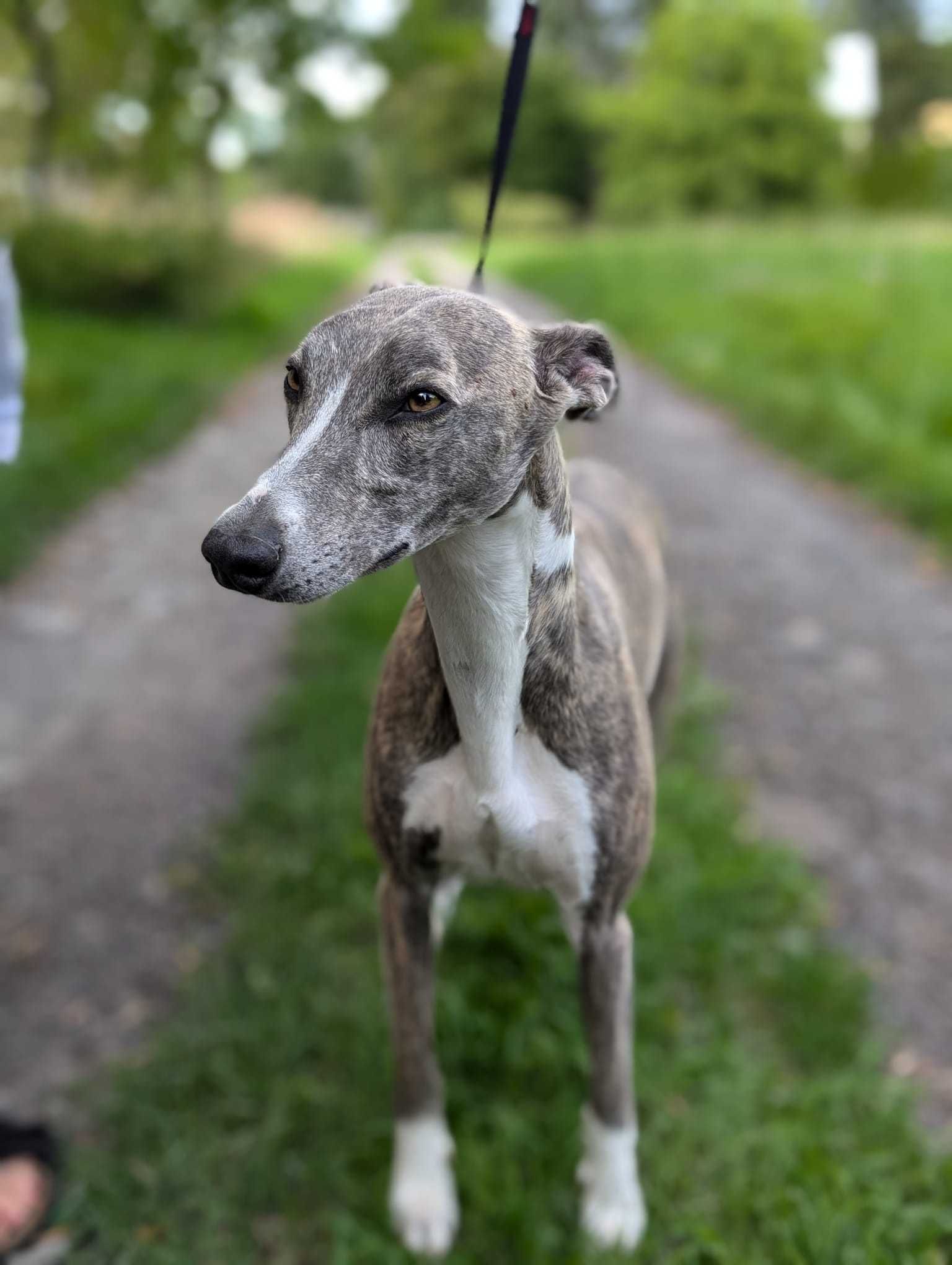 Whippet ZKwP sunia MICHELLE
