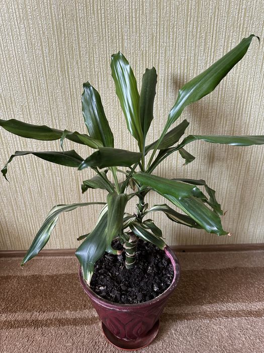 Драцена запашна, Dracaena fragrans