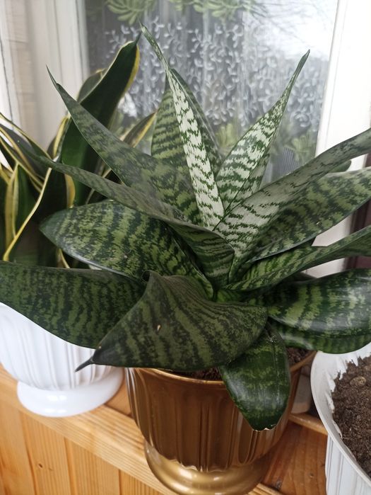 Квітка сансеверія