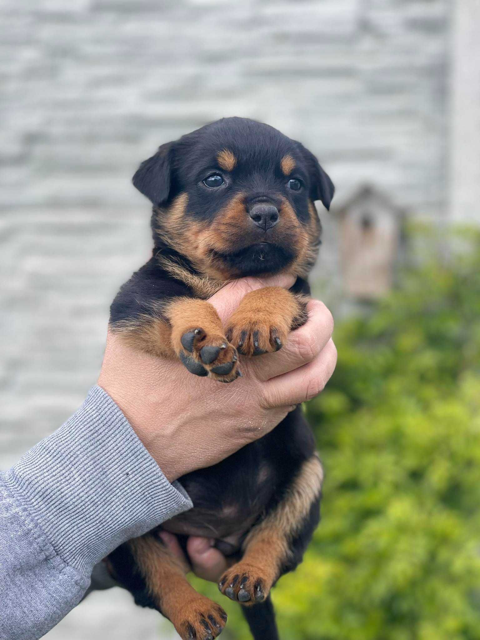 rottweiler suczka