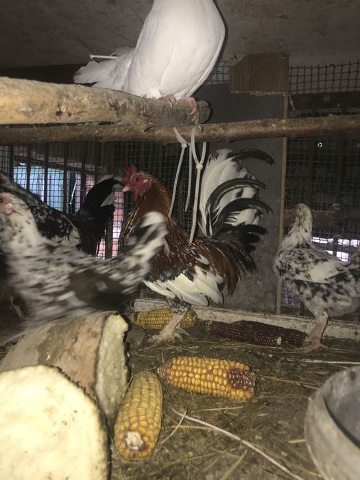 Дикоративні кури та півні