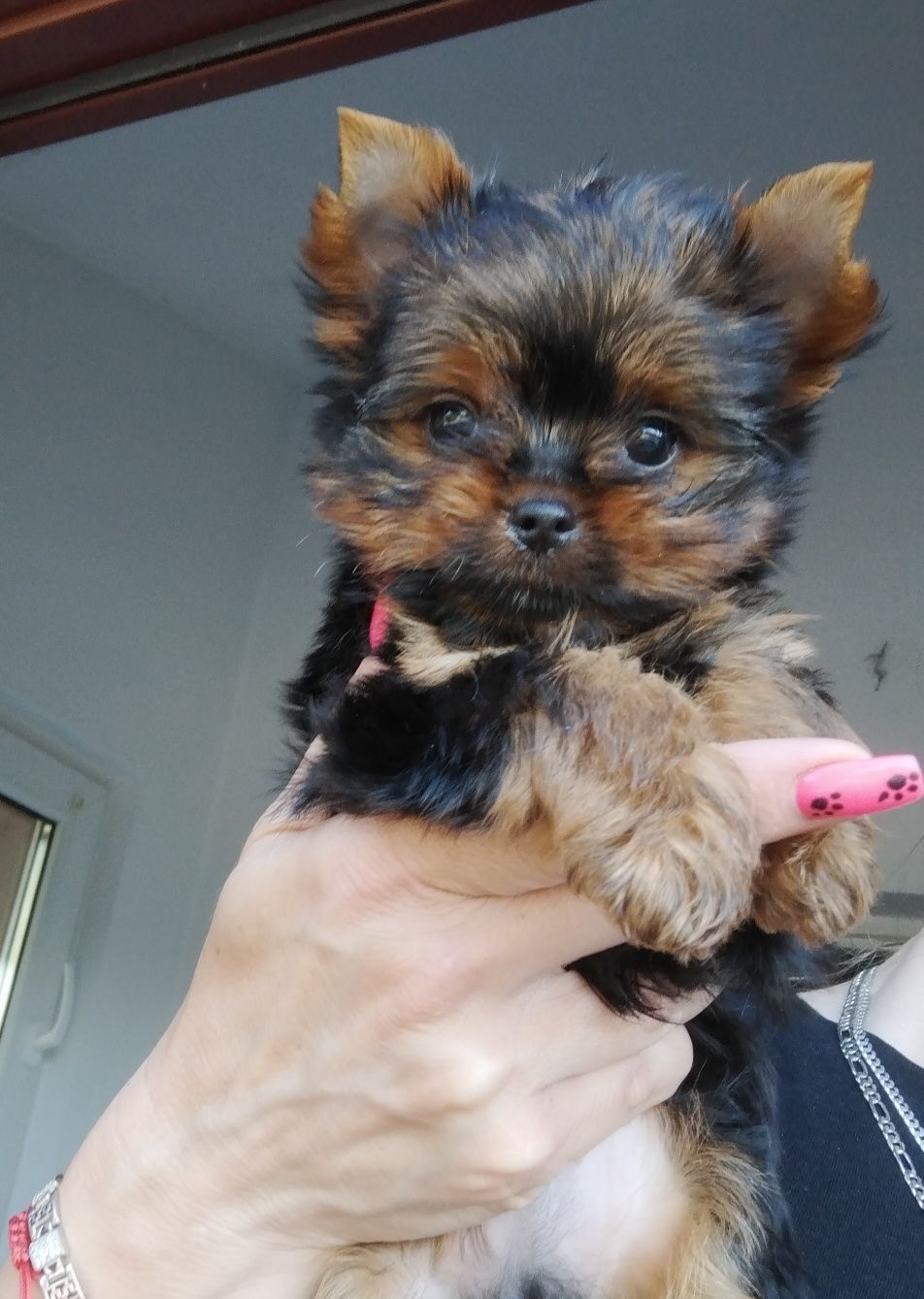 Yorkshire Terrier czarno -złoty