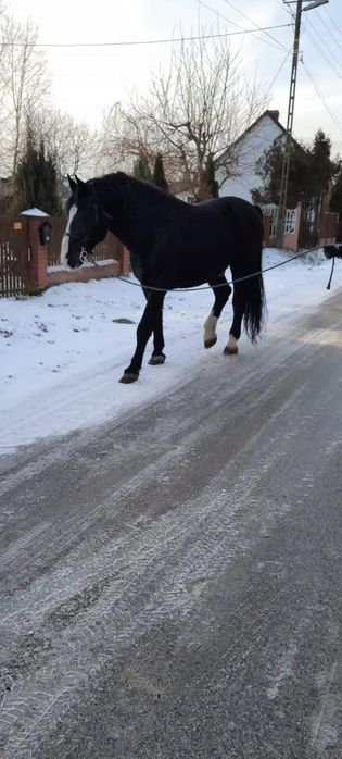 Ogier śląski renzo sprzedam