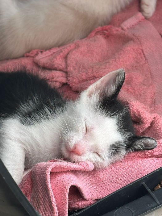 Gatinho bebé macho disponível para adoção responsável
