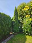Thuja tuja szmaragdowa szmaragd 3m 5m