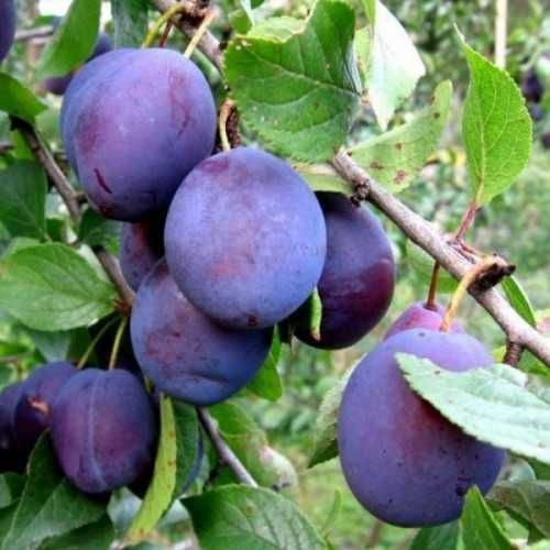 Продам саженцы колоновидных деревьев.