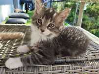 Kotka trikolor maine coon