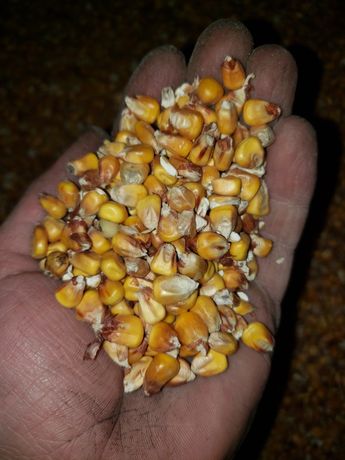 Продам кукурудзу суху нового врожаю
