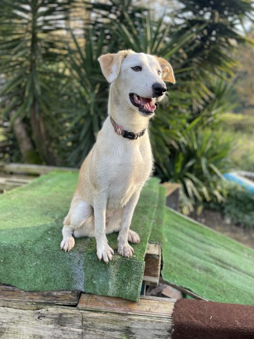 Cachorra Pronta para passeios e brincadeira