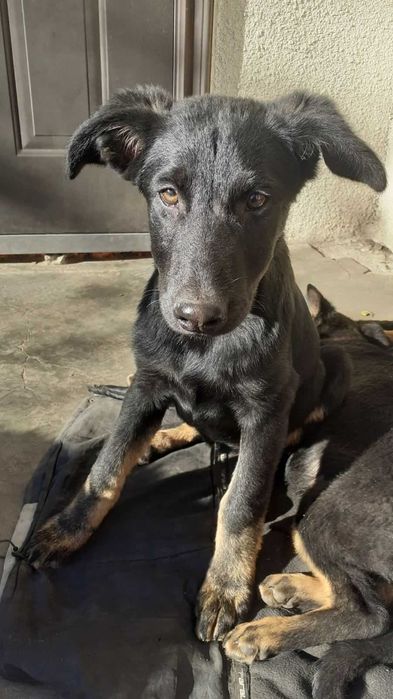 Собаки німецька вівчарка