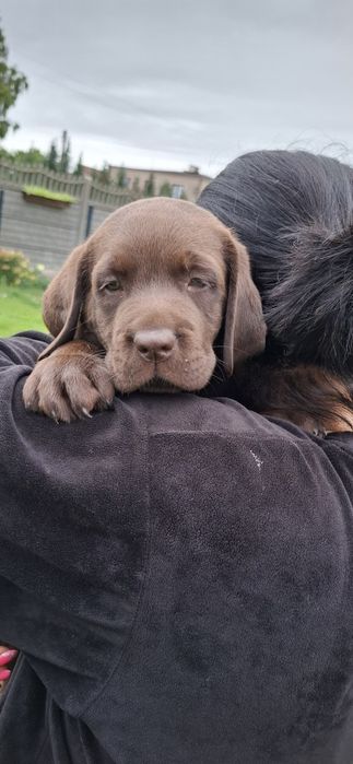 Labrador retriever szczeniak