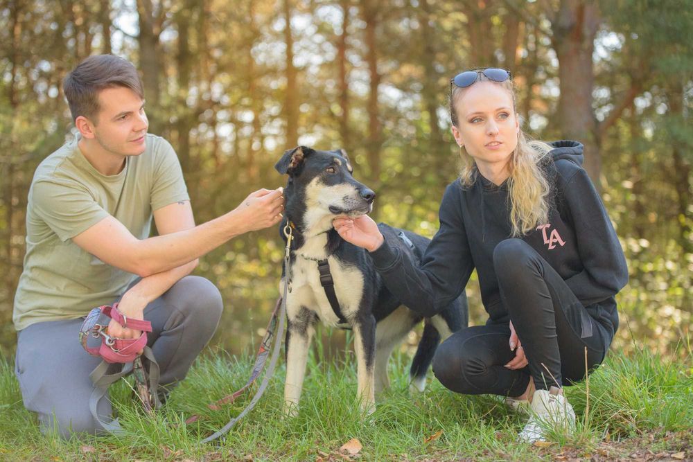 Młoda wyjątkowej urody sunia - Degga szuka najlepszego domu