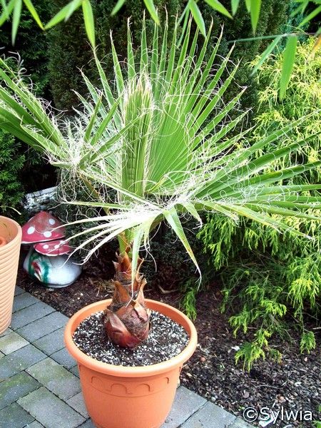 Waszyngtonia (Washingtonia robusta)+GRATIS!