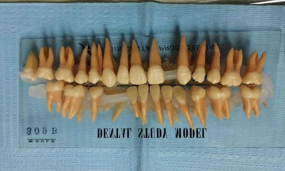 Dentes de estudo anatomico Nissin- Odontologia