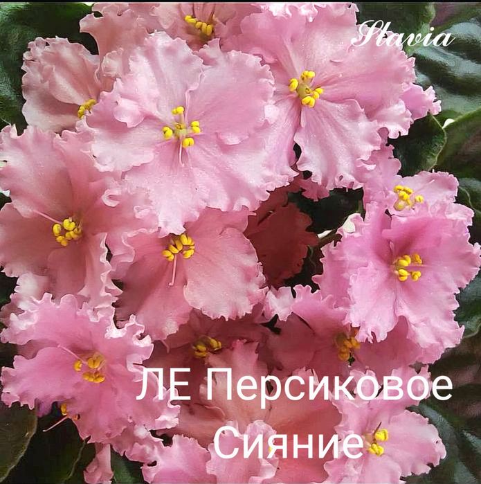 Сортові фіалки (фиалки, сенполії, сенполии)