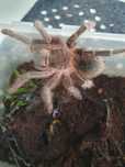 Lasiodra parahybana ptasznik olbrzymi