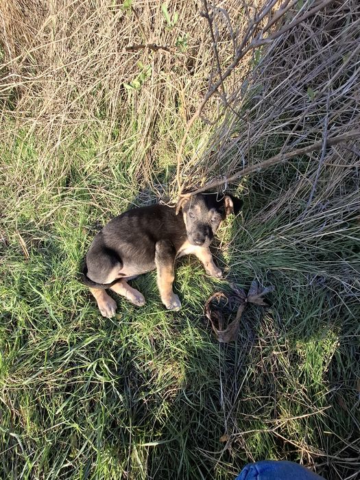 Щенок.  цуцик, собаченя