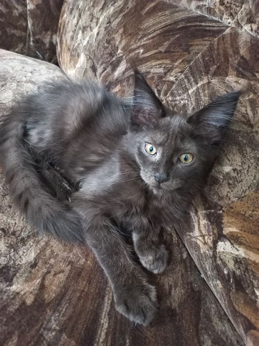 Duży Kocurek Maine Coon