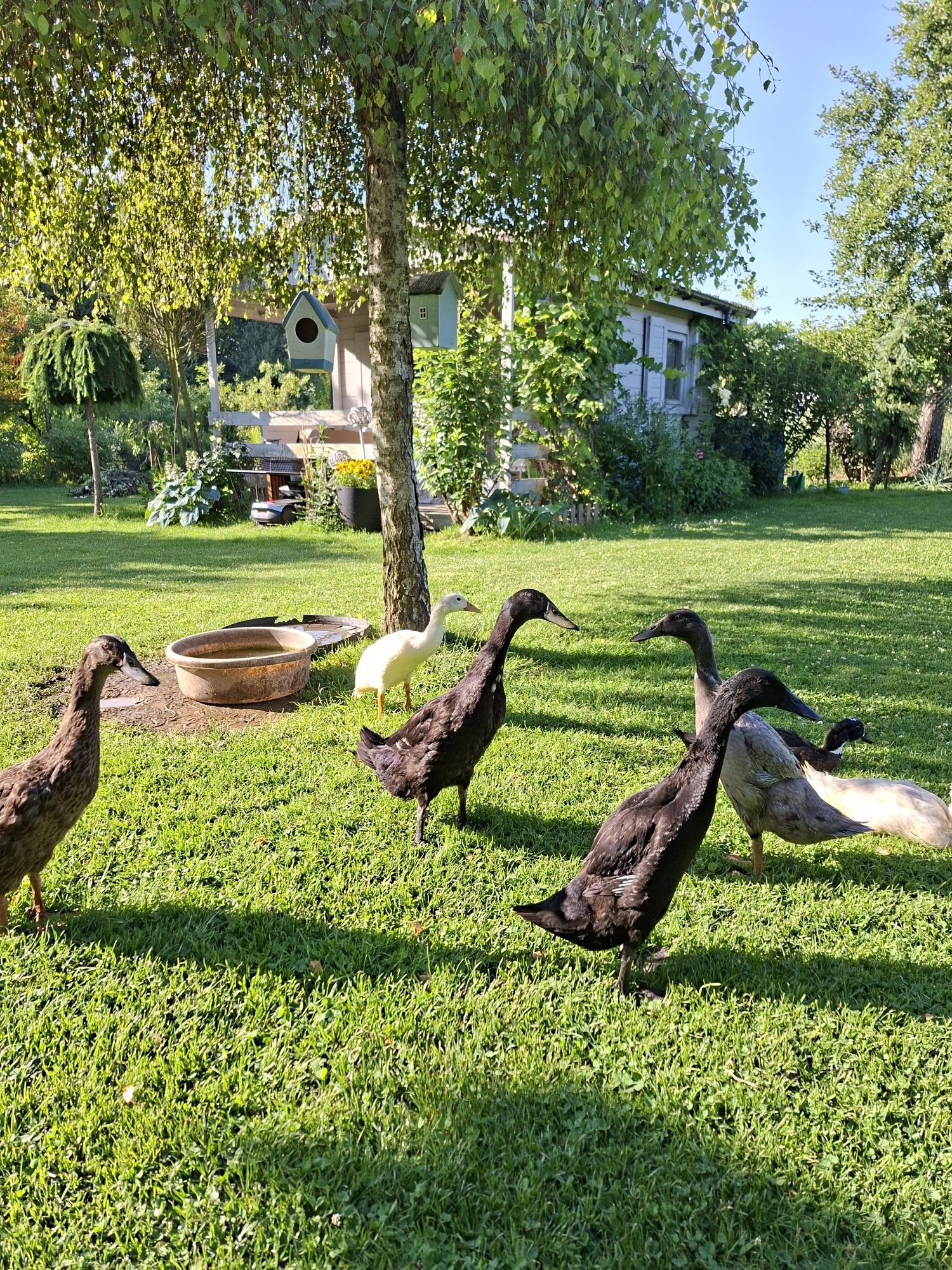 Sprzedam kaczuszki Biegusy