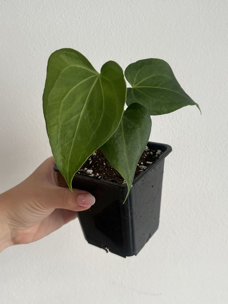 Anthurium Delta Force Anturium