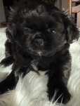 Ostatni piesek rasy shih tzu o wyjatkowym umaszczeniu.