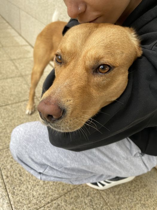 URGENTE: Apollo procura família