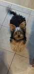 Suczka yorkshire terrier