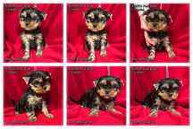 york yorki piesek pieski yorkshire terrier suczka rodowód ZKwP