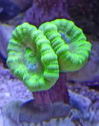 caulastrea fluo akwarium morskie caulastraea koralowiec
