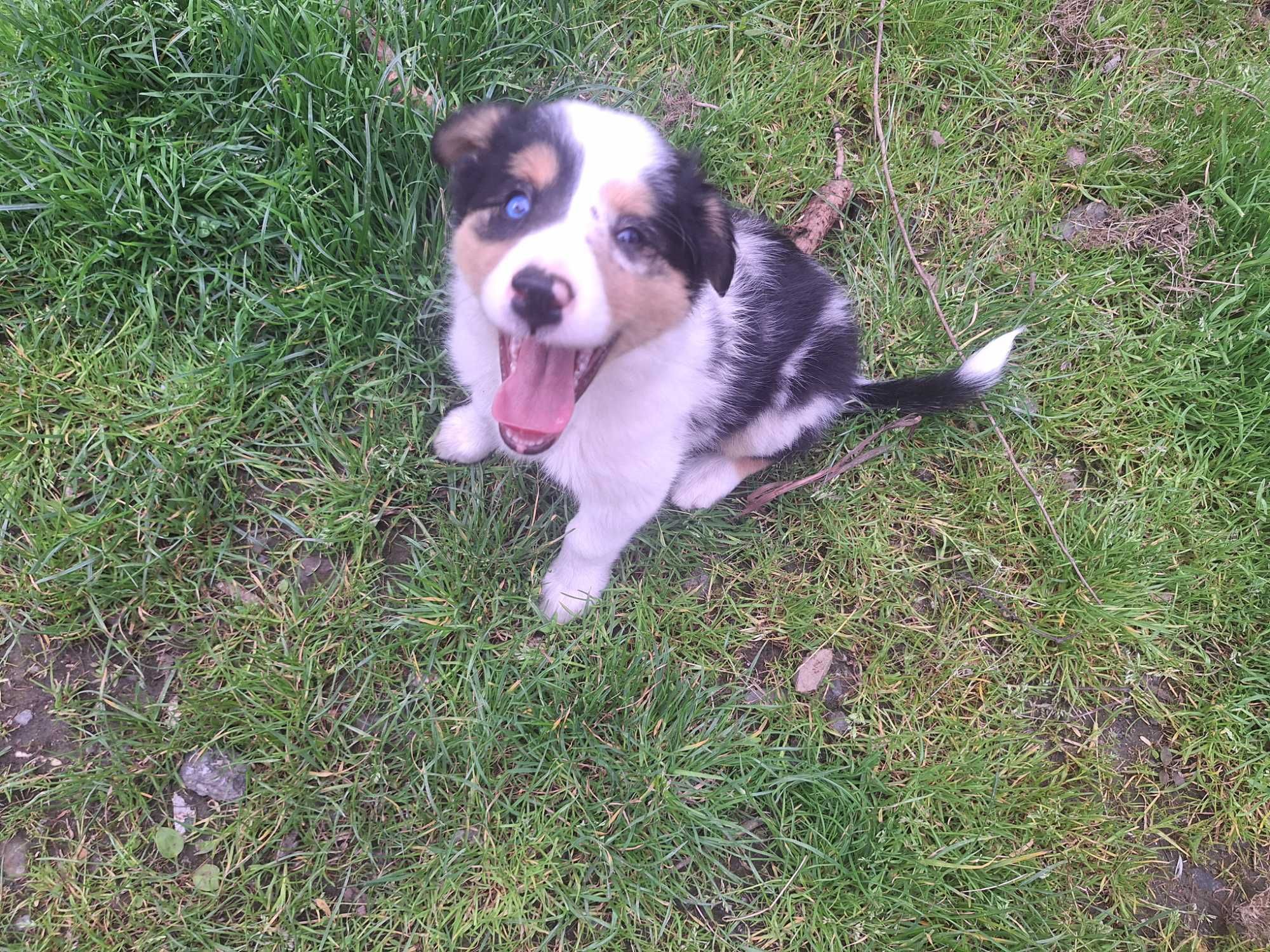 Szczenięta Border Colie blue merle różnookie niebieskie oczko