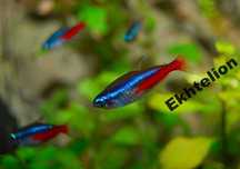 NEON INNESA neonek neonka ławicowy