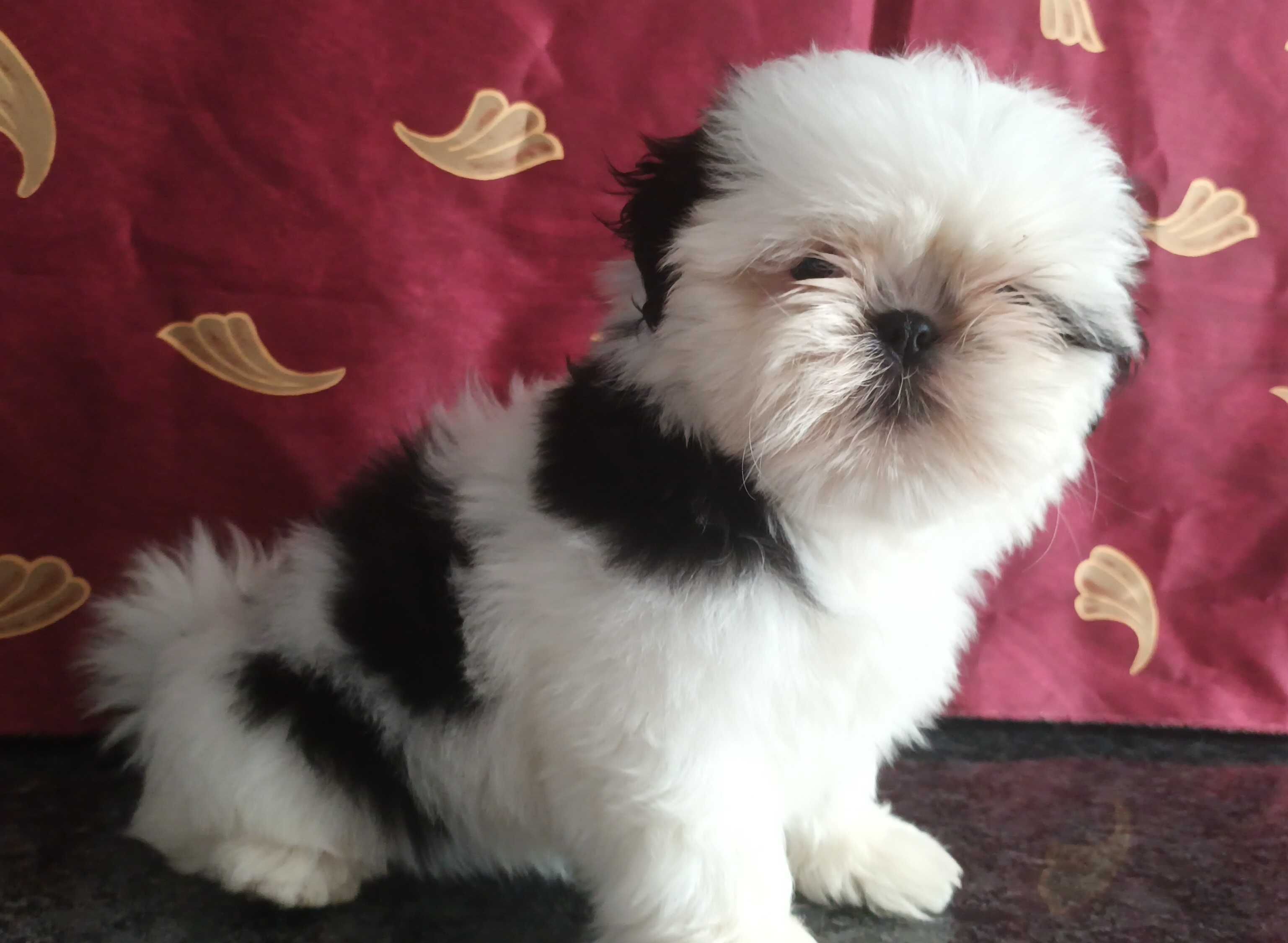Shih Tzu piesek z rodowodem SWKIPR