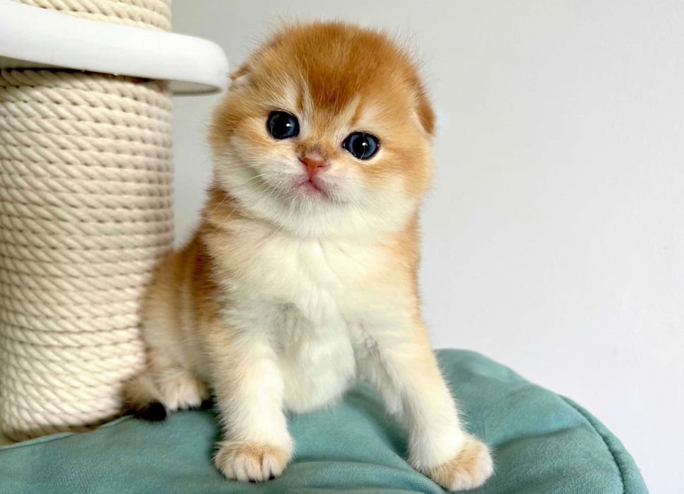 Piękny złocisty chłopiec szkocki fold