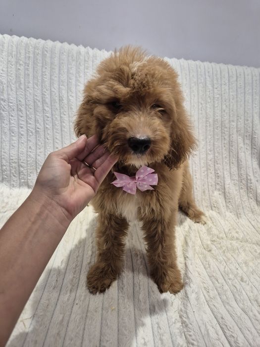 Goldendoodle f1 standard