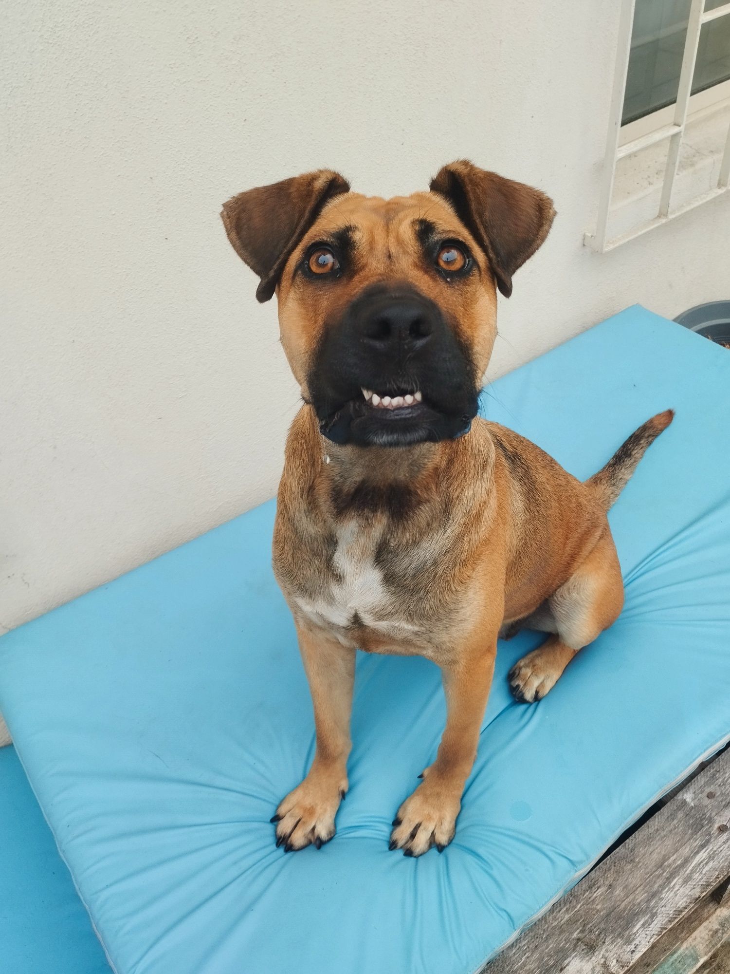 Cadela x de Pitt bull para adoção responsável
