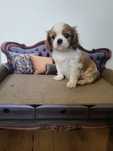 Cavalier King Charles Spaniel FCI