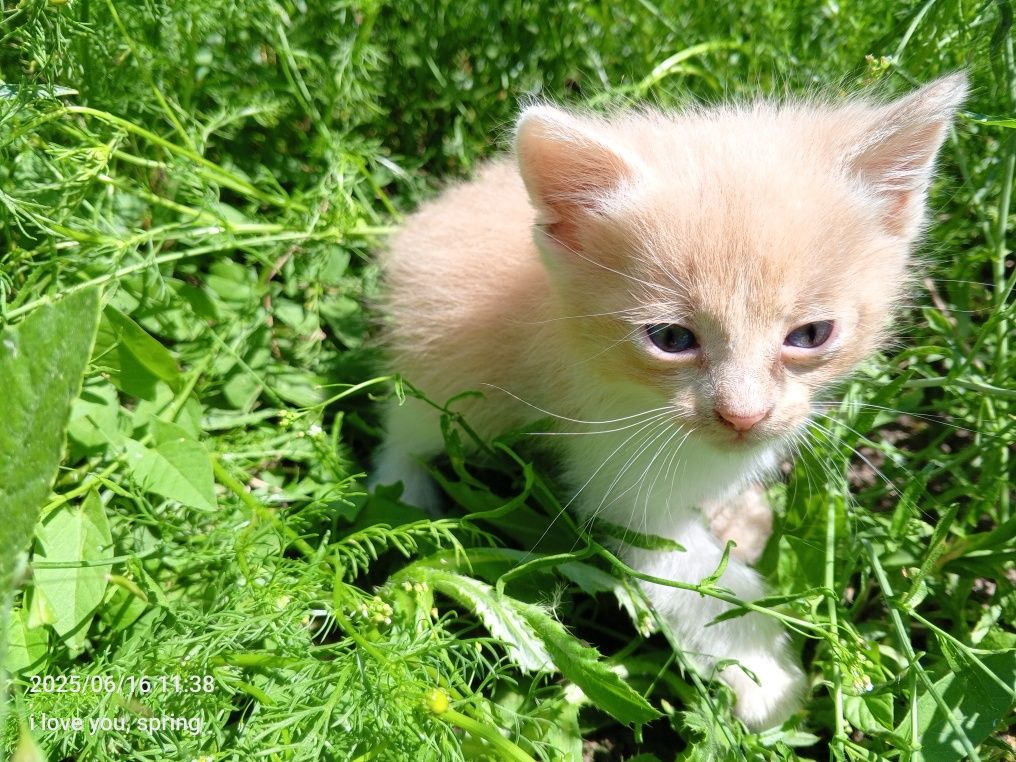 Віддам котенятка