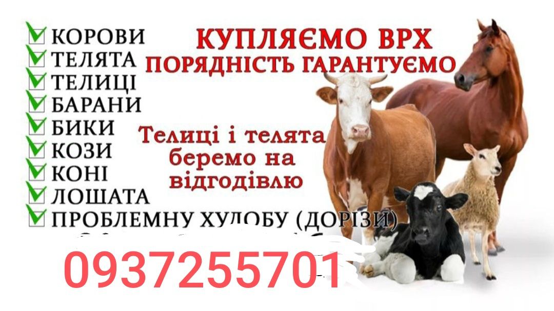 Теля корова бики