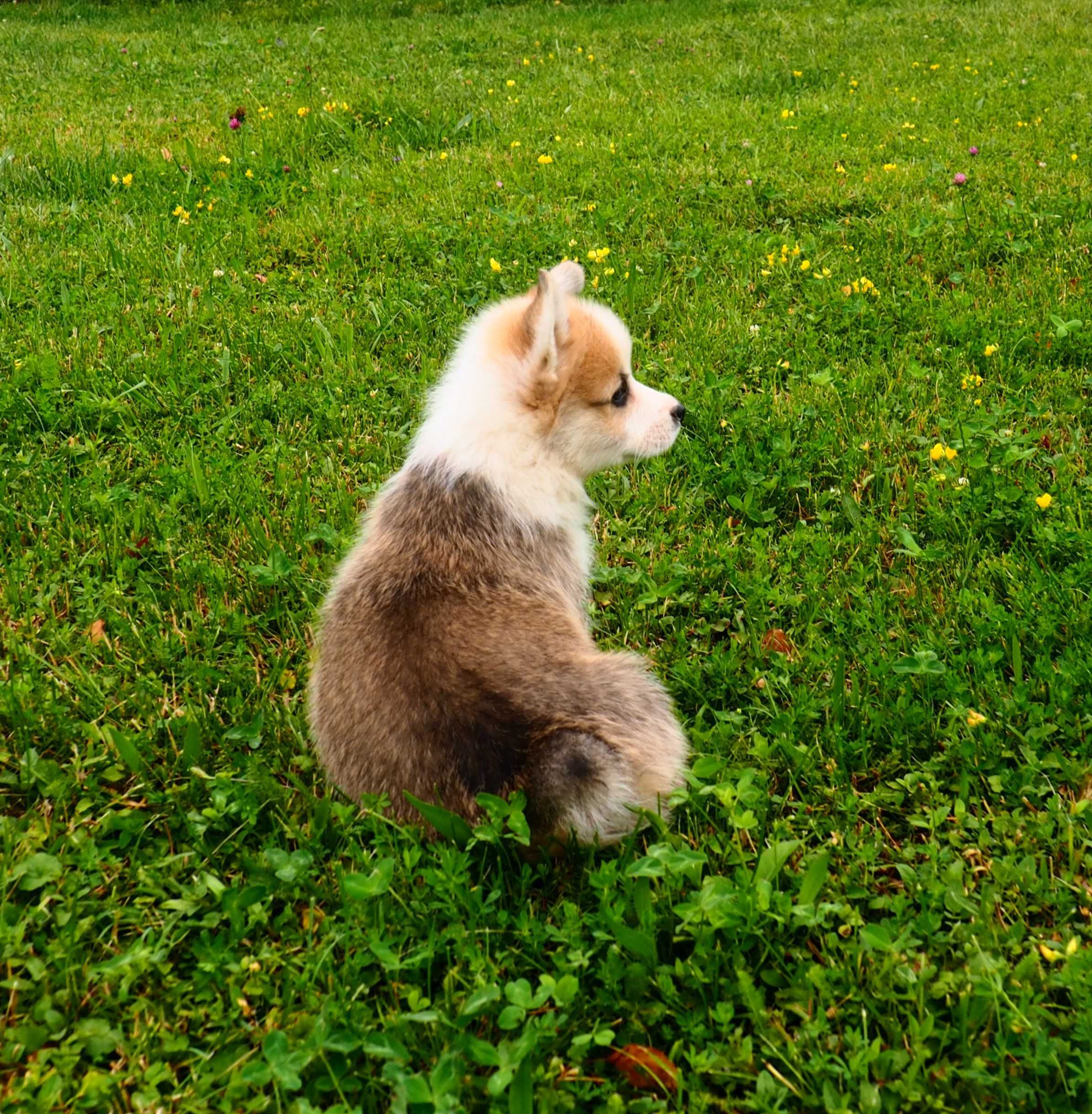 Welsh Corgi Pembroke piesek rudo- biały Natural Bobtail CHEDDAR